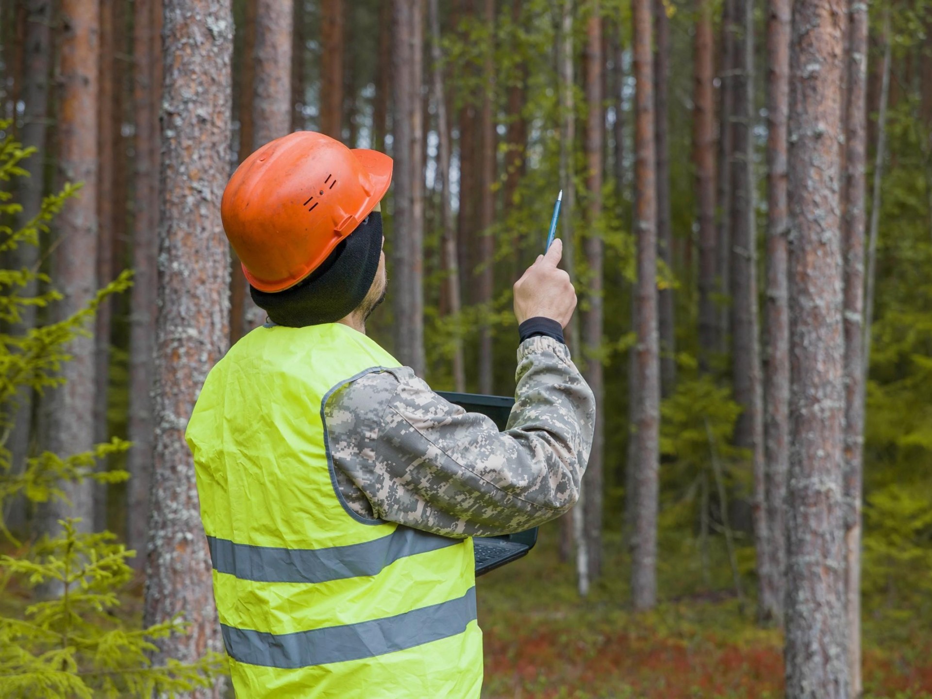 Aborist /tree Removal Business 611775 2