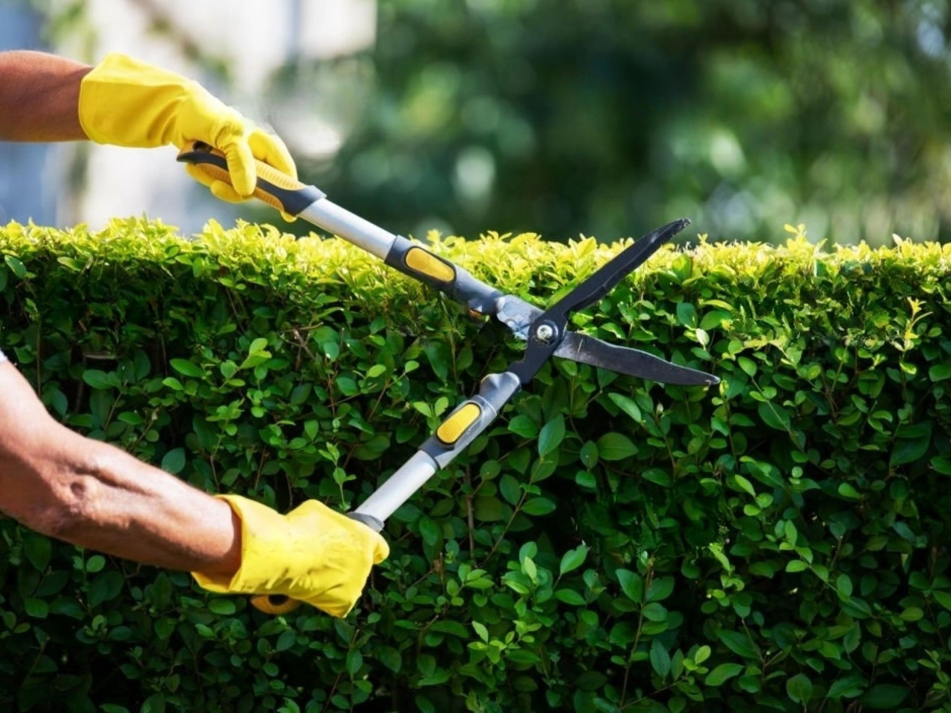 Long-established Lawn/garden Business: High 614842 3
