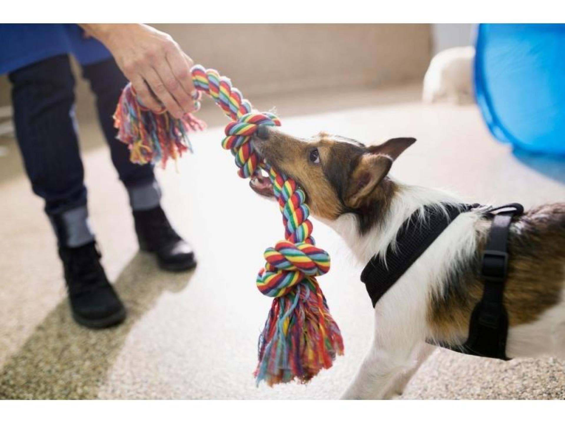 Strongly Positioned Doggy Day 619922 3