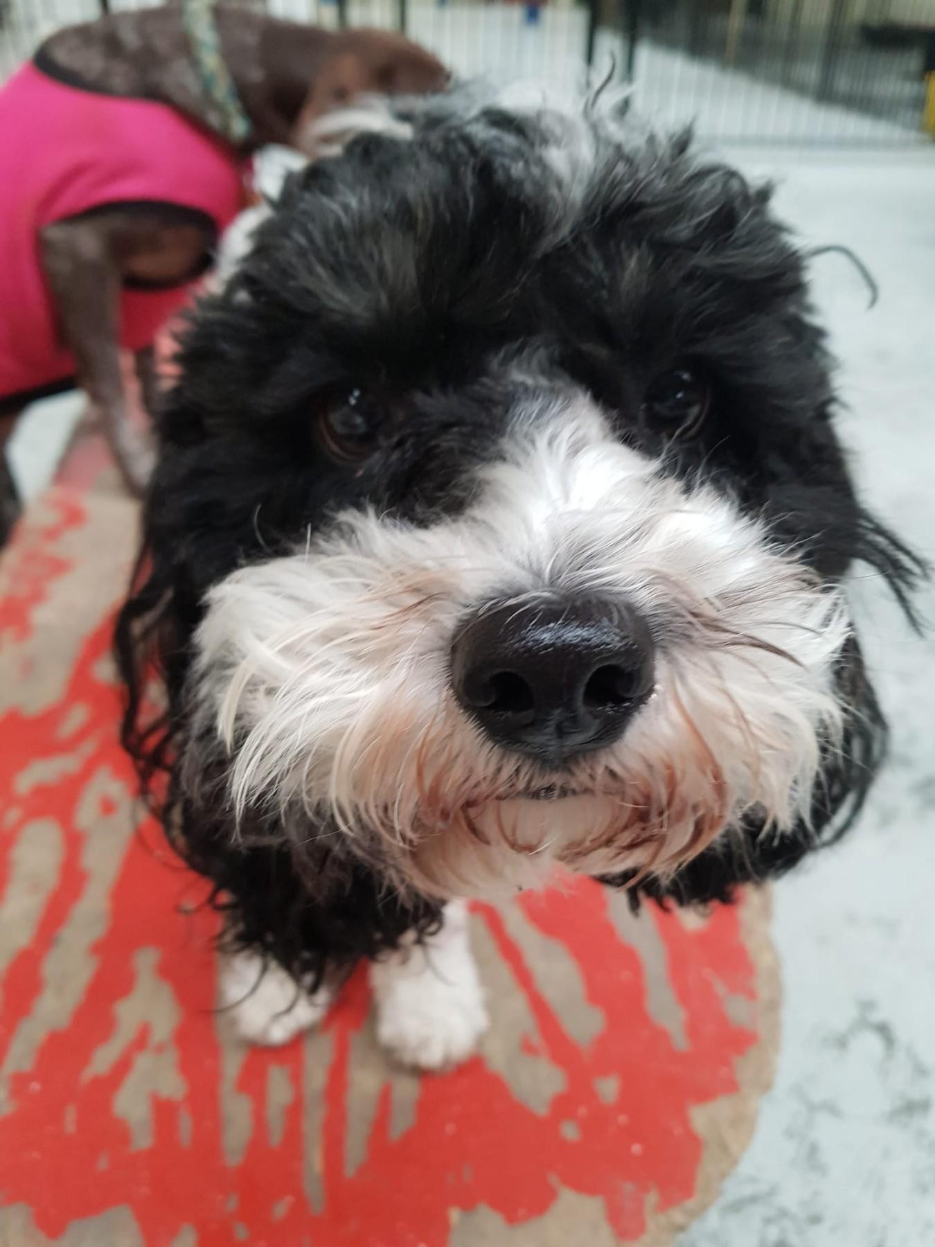 Professional Indoor Dog Day 620368 1