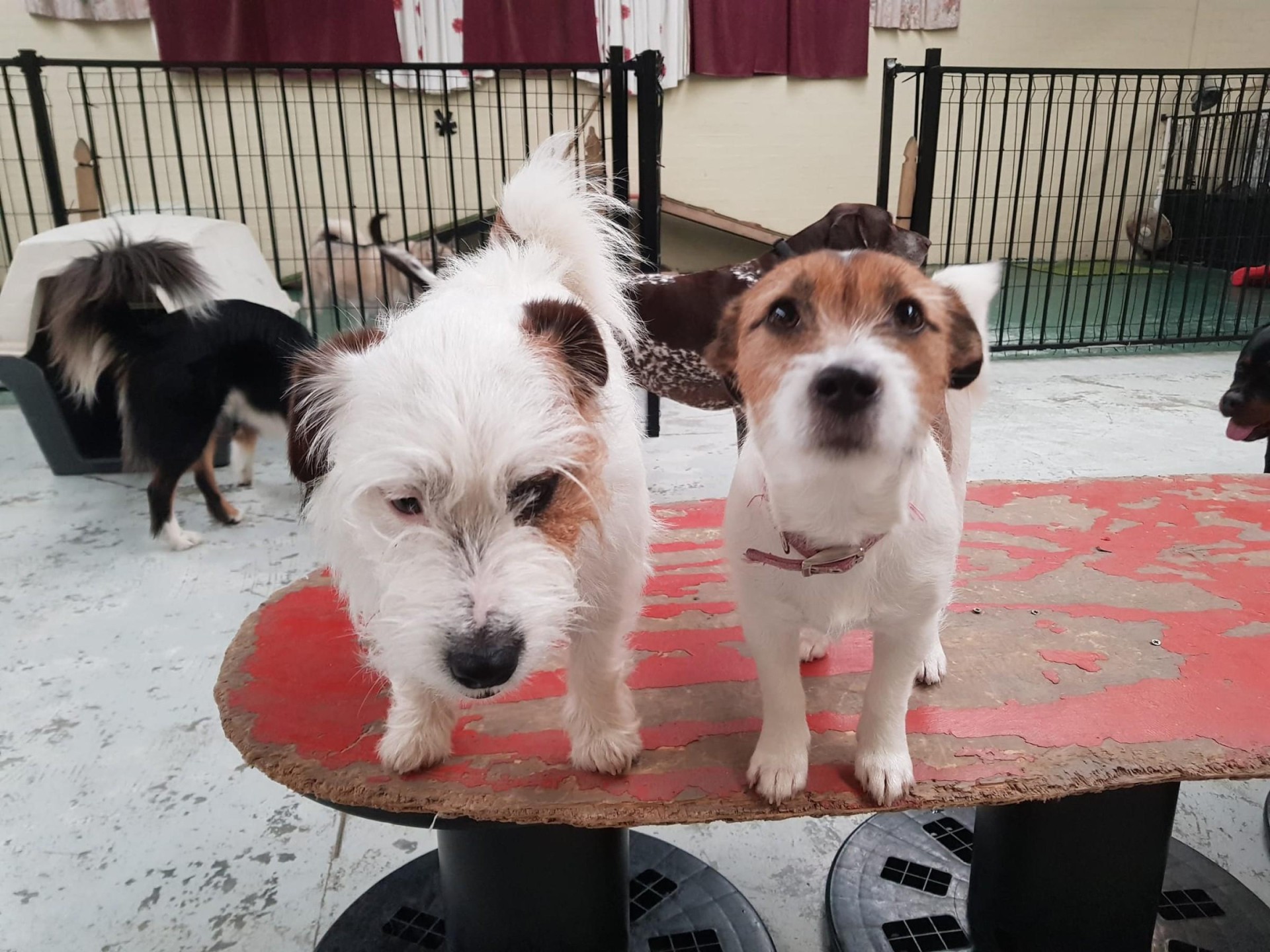 Professional Indoor Dog Day 620368 3