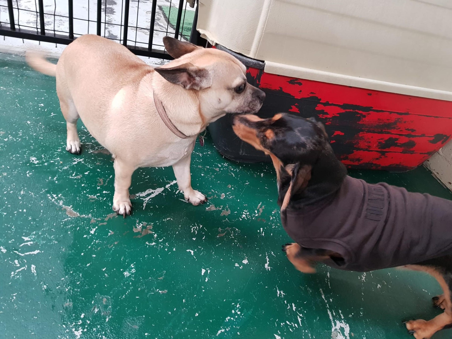 Professional Indoor Dog Day 620368 2