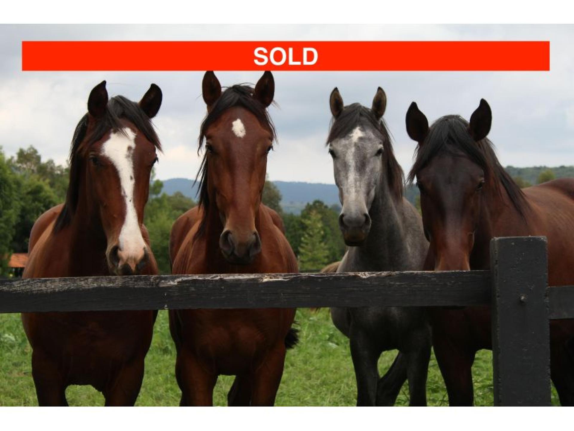 Sold: Animal Produce Store 621007 1