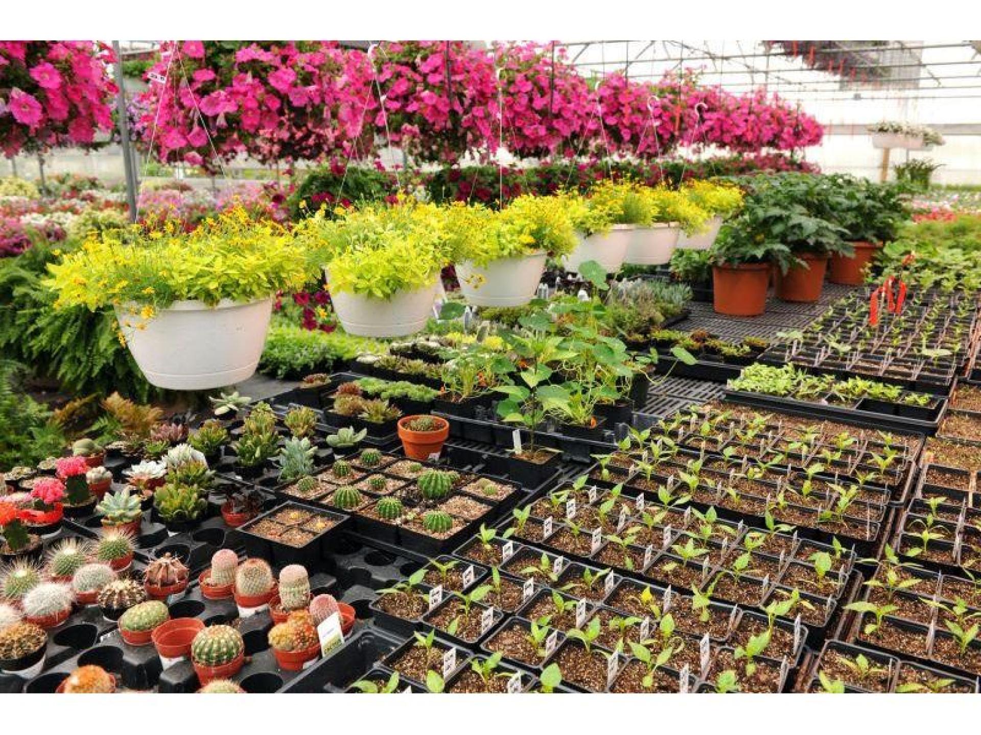 ​nursery – Armidale – 622158 3