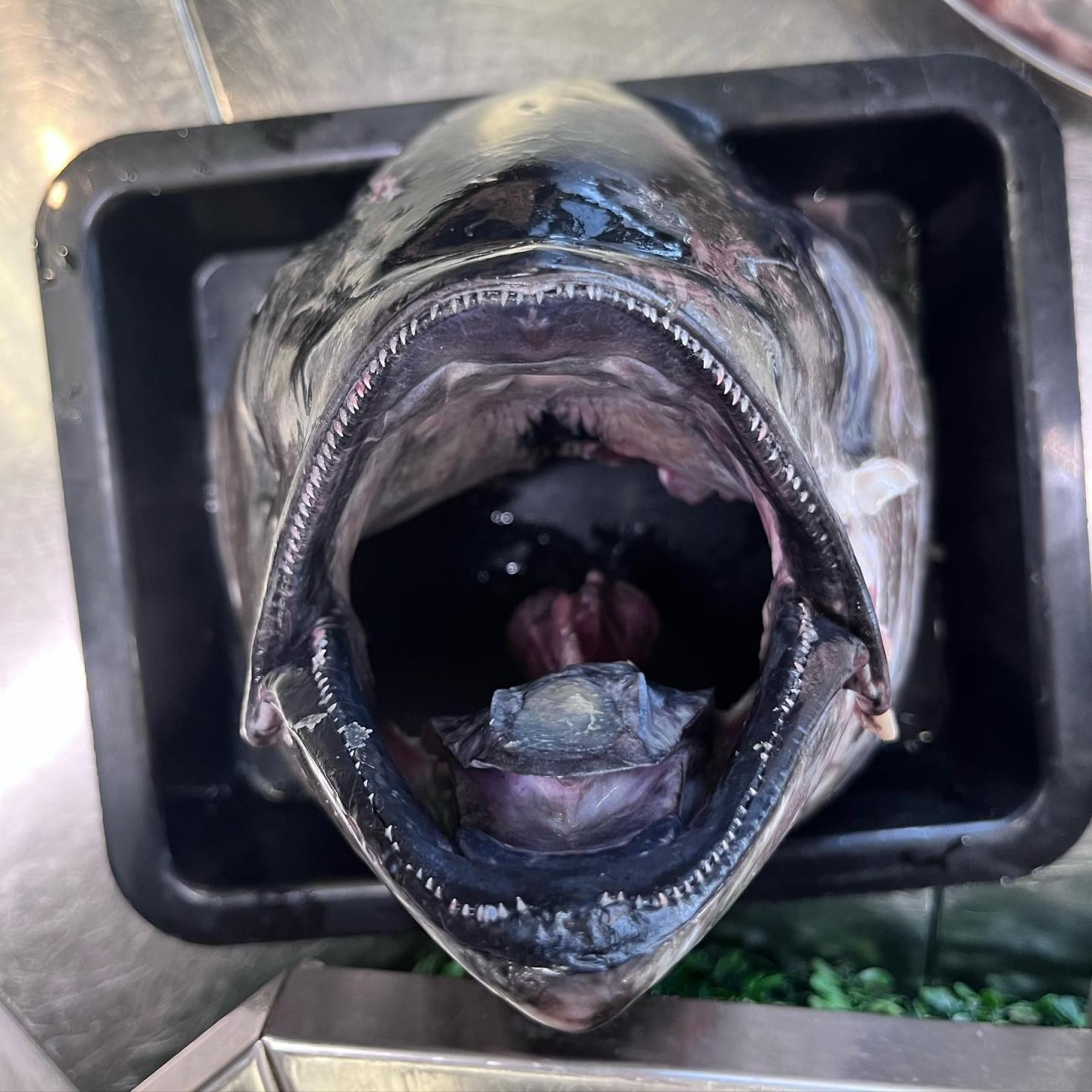 Retail Seafood Business - 622936 2