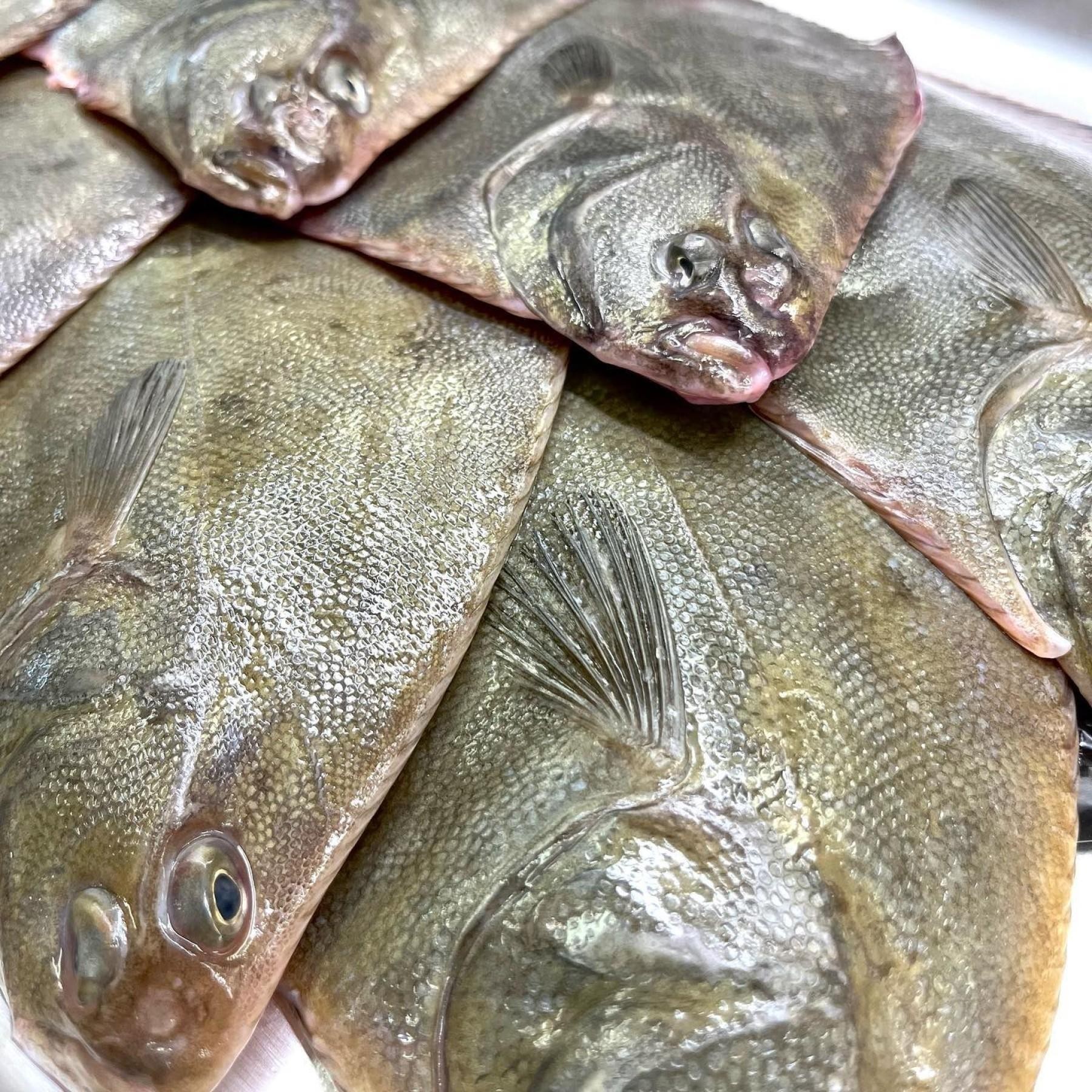 Retail Seafood Business - 622936 3