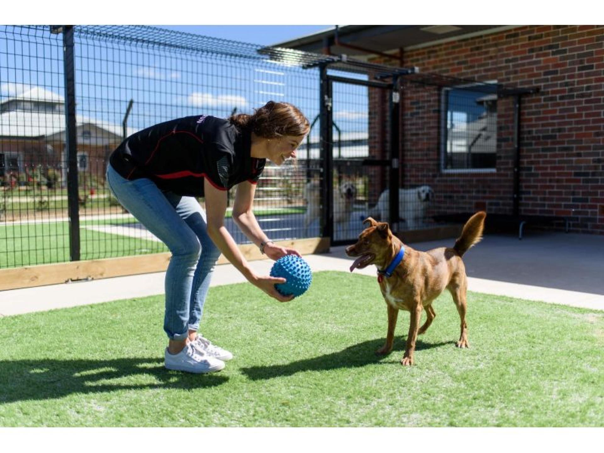 Under Contract: Pet Resort 640525 2