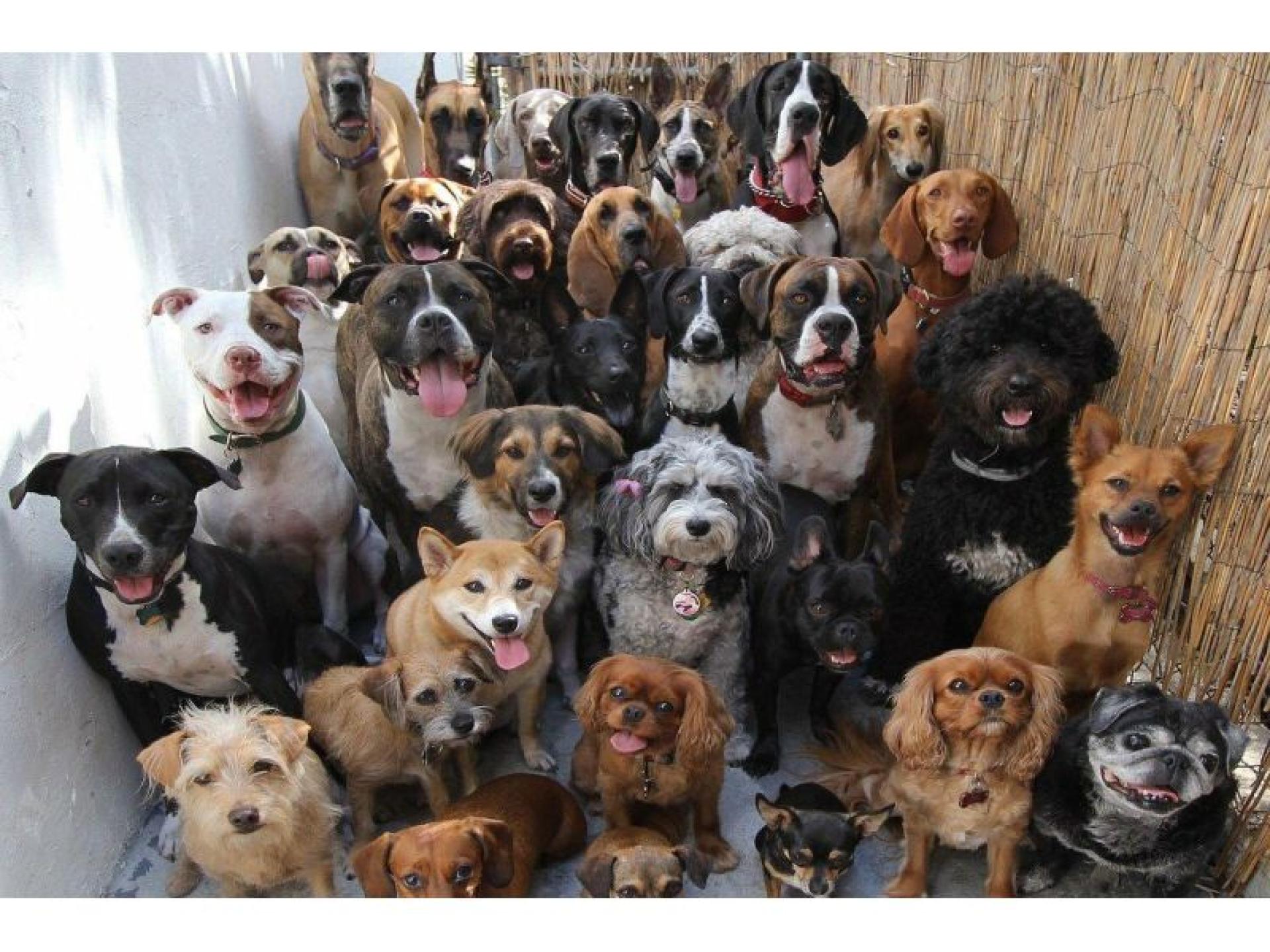 Under Contract: Pet Resort 640525 1