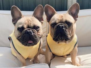 Niche Online Dog Apparel Brand – National Opportunity