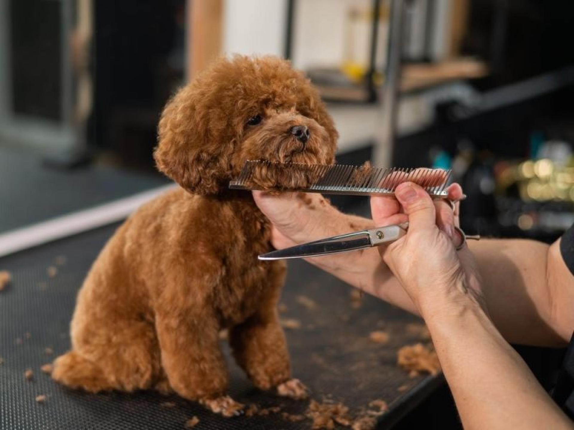 Profitable Dog Daycare – 643334 3