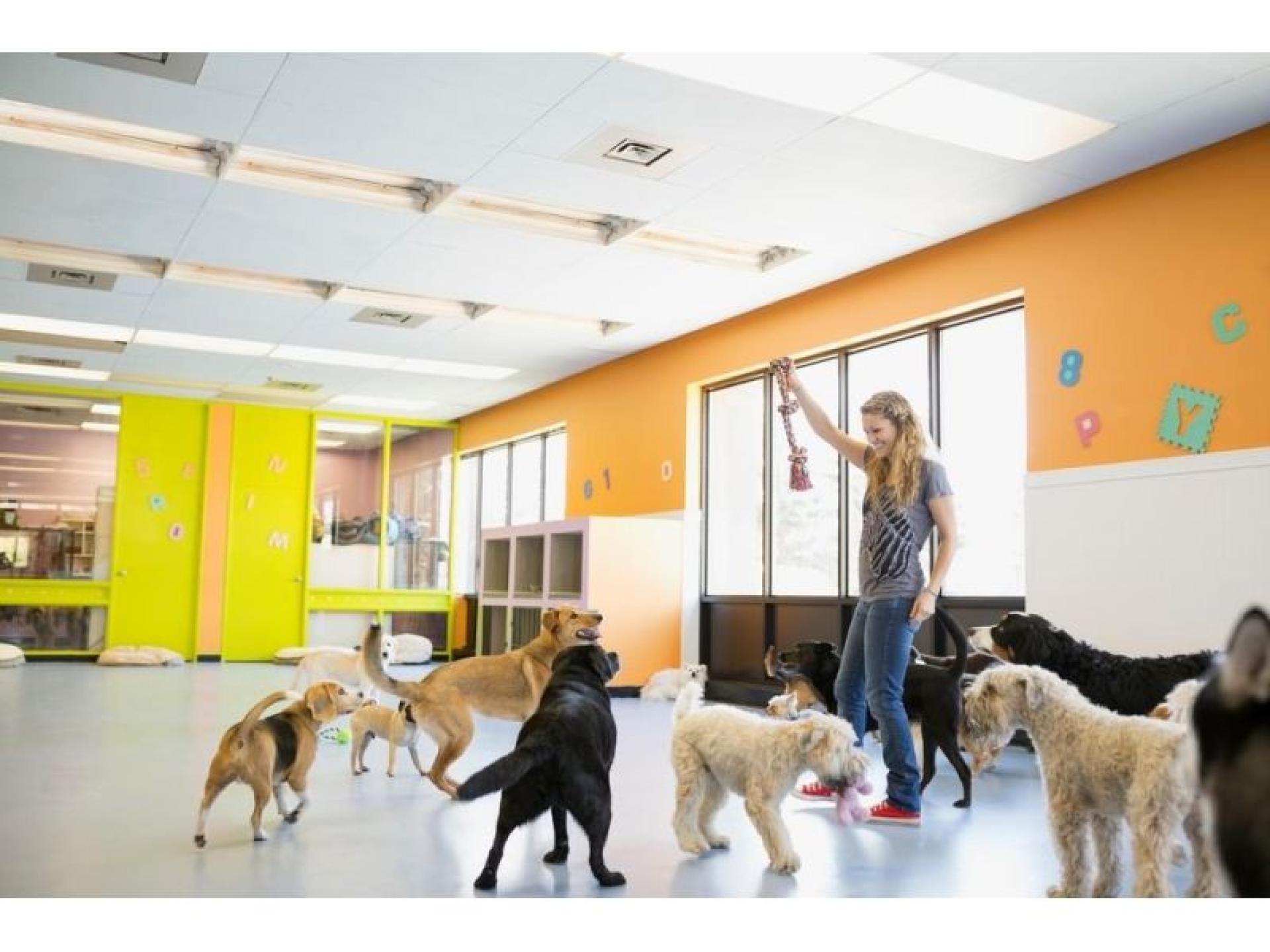 Profitable Dog Daycare – 643334 2