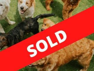 Profitable Dog DayCare – SOLD