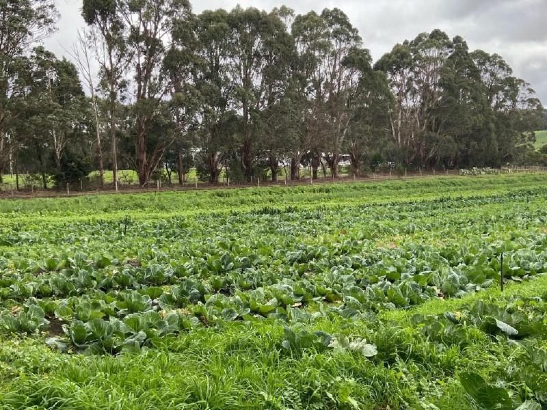 Established Organic Farm Southwest 645047 1