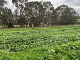Established Organic Farm Southwest Victoria (IWF2429)