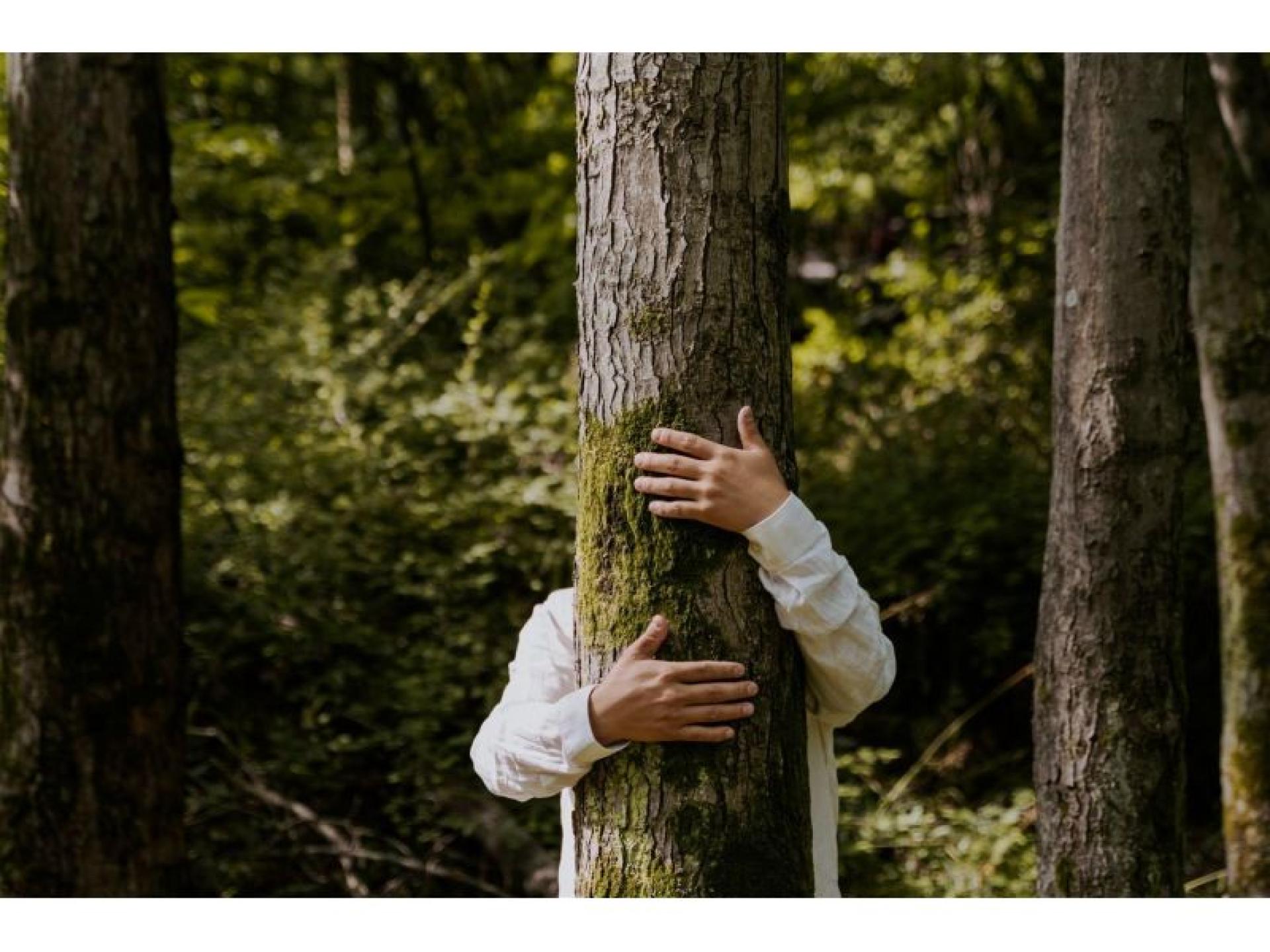 Leading B2b Tree Service 645227 3
