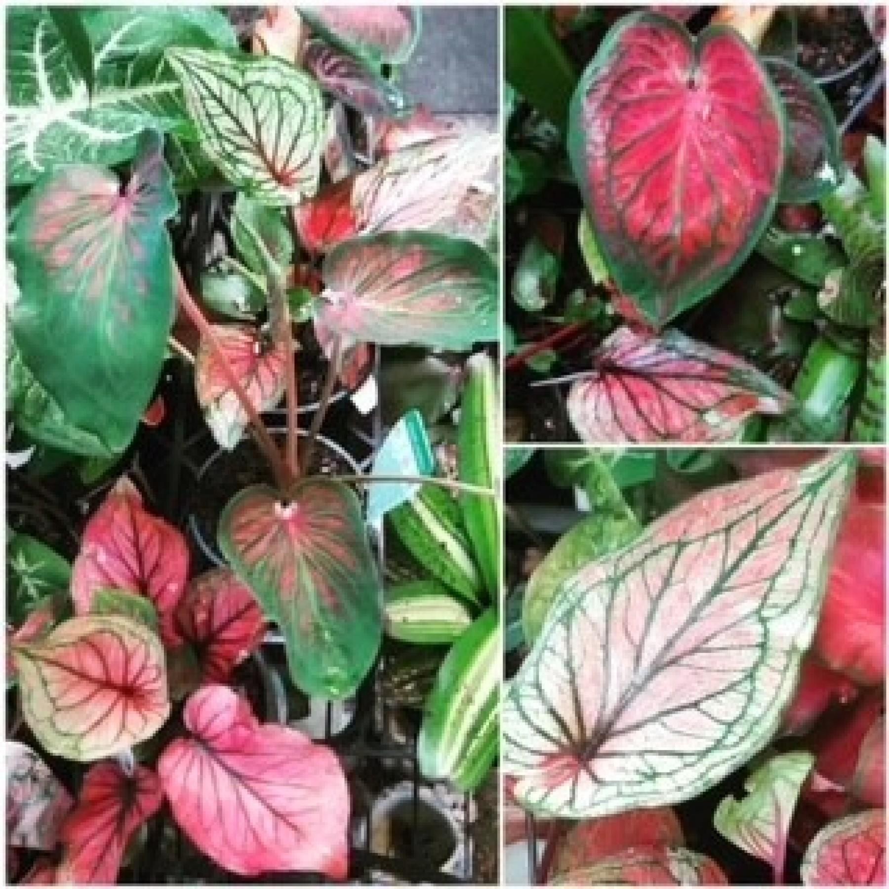 "thriving Garden Centre & 645300 2