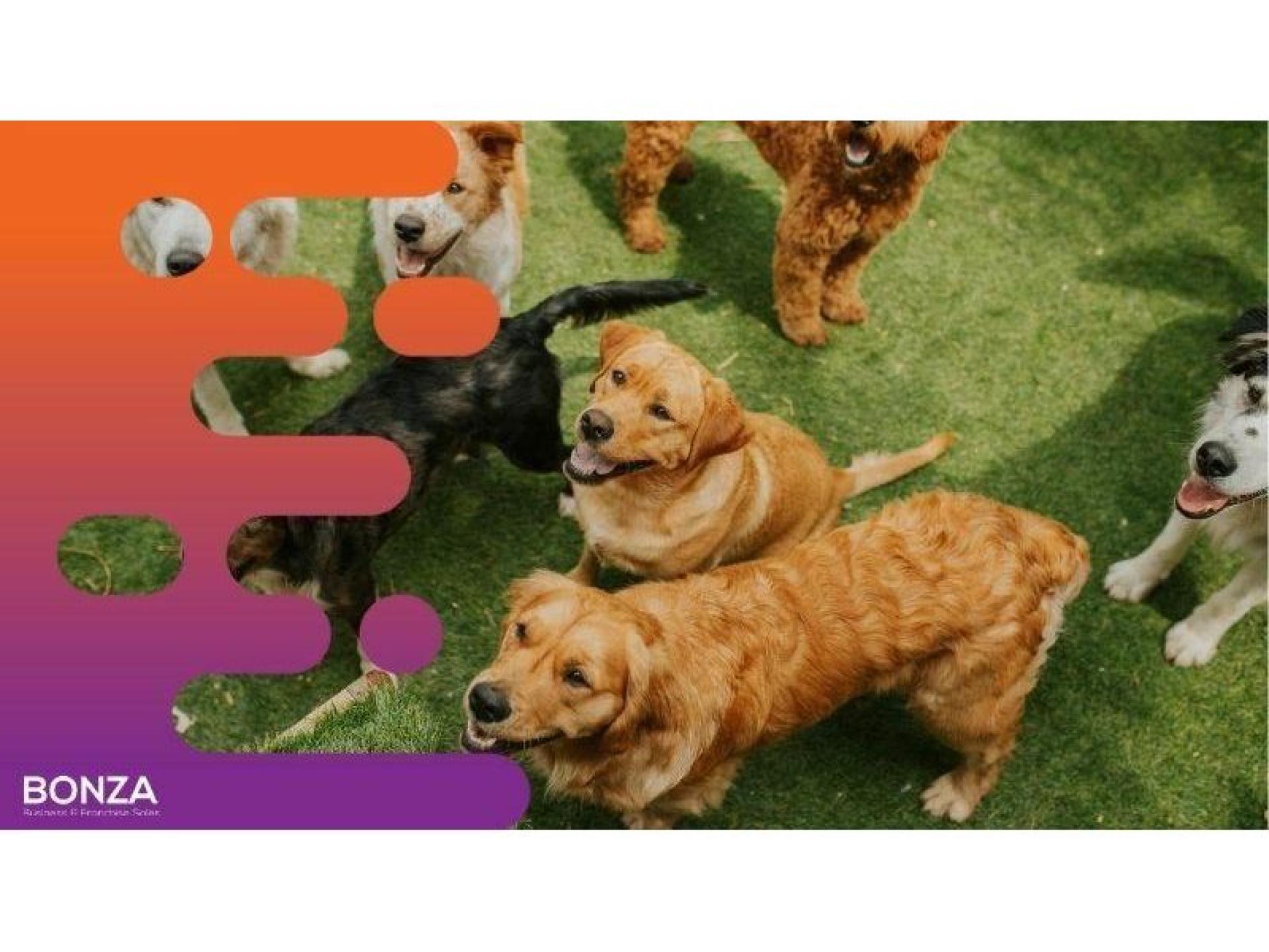 Established Dog Day Care 645359 3