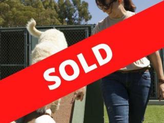 Established Dog Day Care & Grooming Business - SOLD