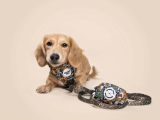 Savanna Paws Pet Store - Townsville