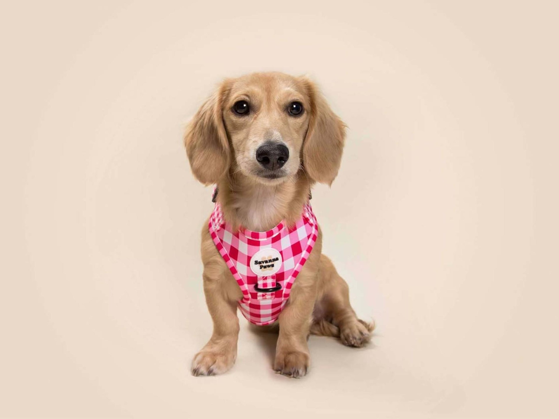 Savanna Paws Pet Store 646787 2