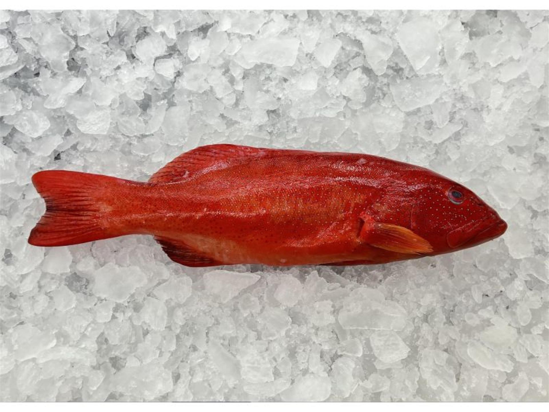 Fresh Seafood And Gourmet 647049 1