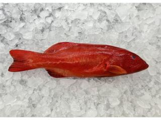 Fresh Seafood and Gourmet Take-Away Store