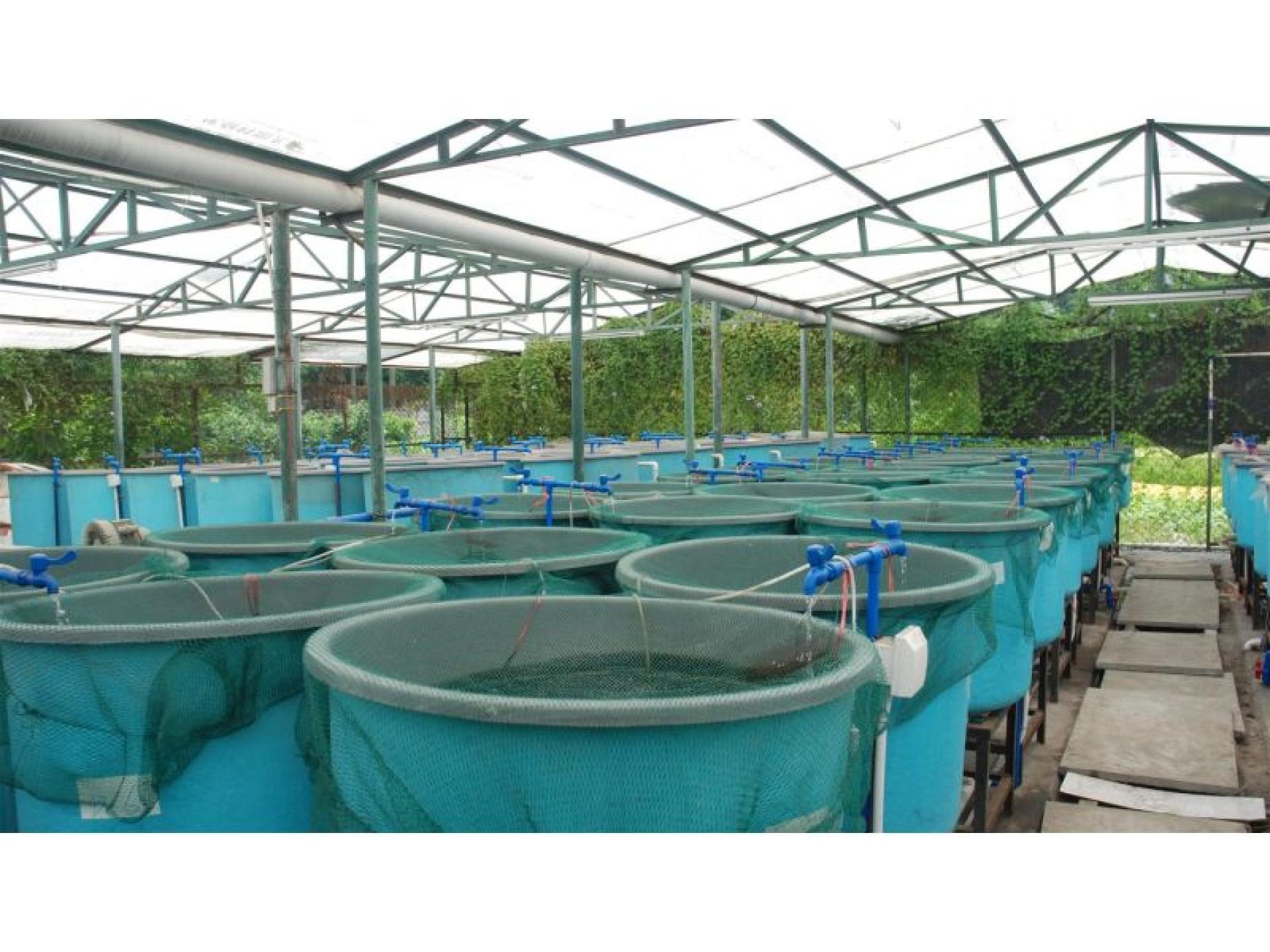 Longstanding & Scalable Fish 648076 3