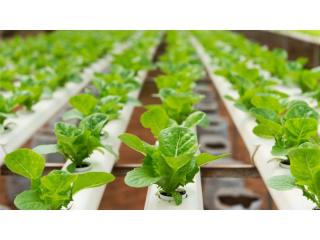 Longstanding & Scalable Fish & Vegetable Production Wholesaler and Restaurant