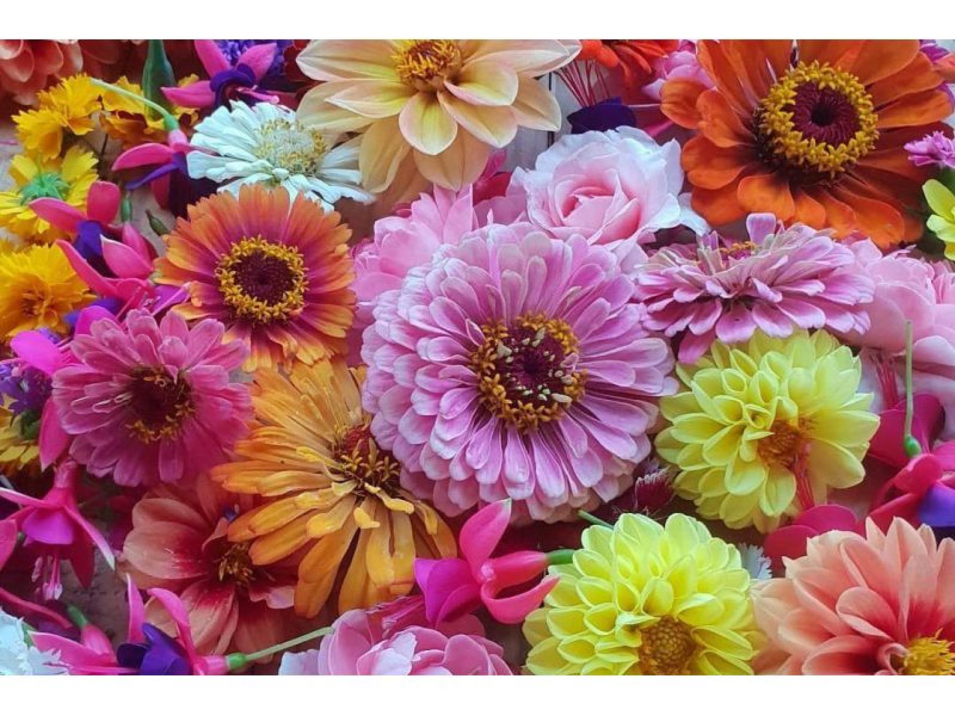 Edible Flowers Supplier – 654526 3