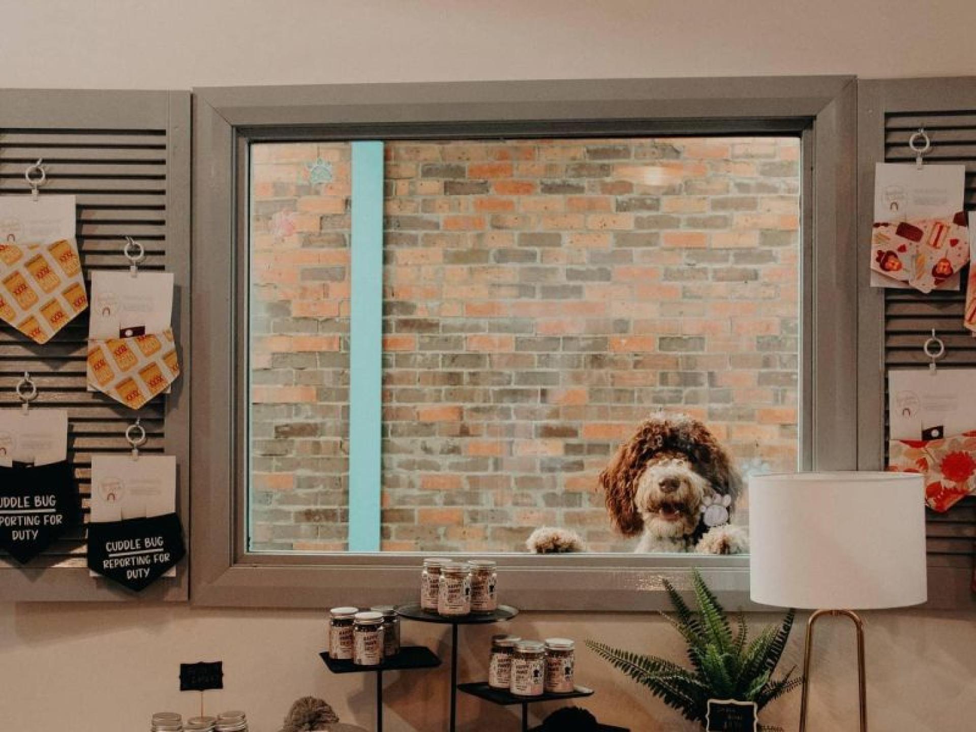 Under Offer - Dog 657996 2