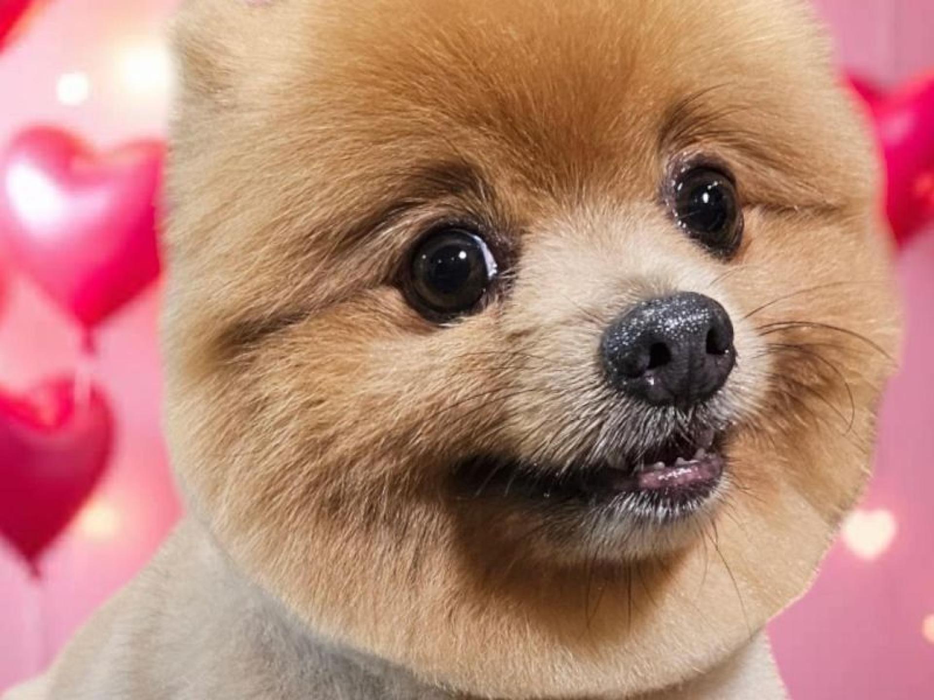 Dog Cafe And Spa 658911 3