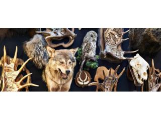 Premier Australian Taxidermy Supplies Business - AF1522