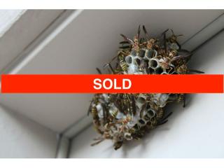 SOLD! Carpet Cleaning & Pest Control