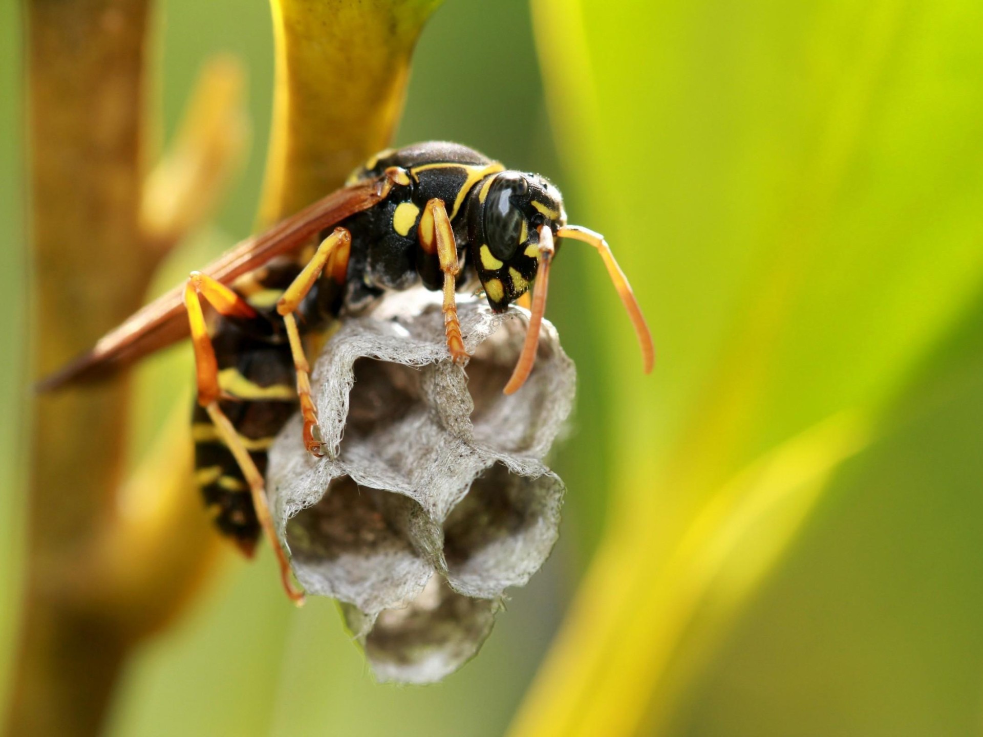 Bespoke Pest Control Business 660077 3