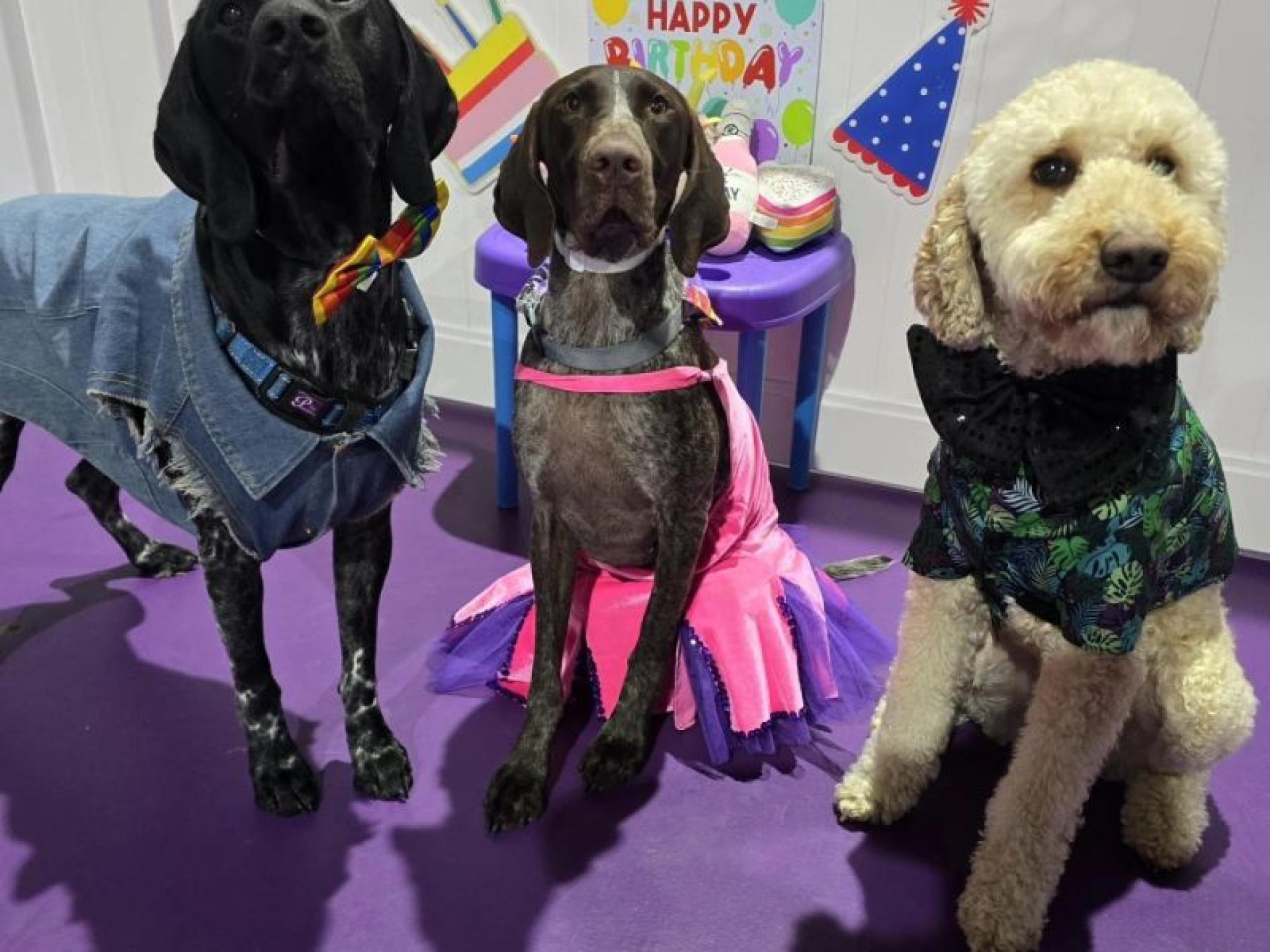 Sold - Doggie Daycare 660499 1