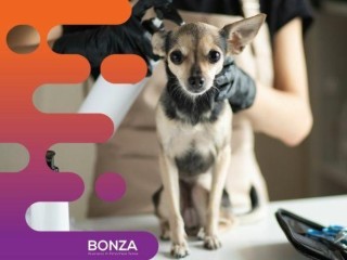 34576 Exciting Opportunity: Turnkey Mobile Dog Grooming Service