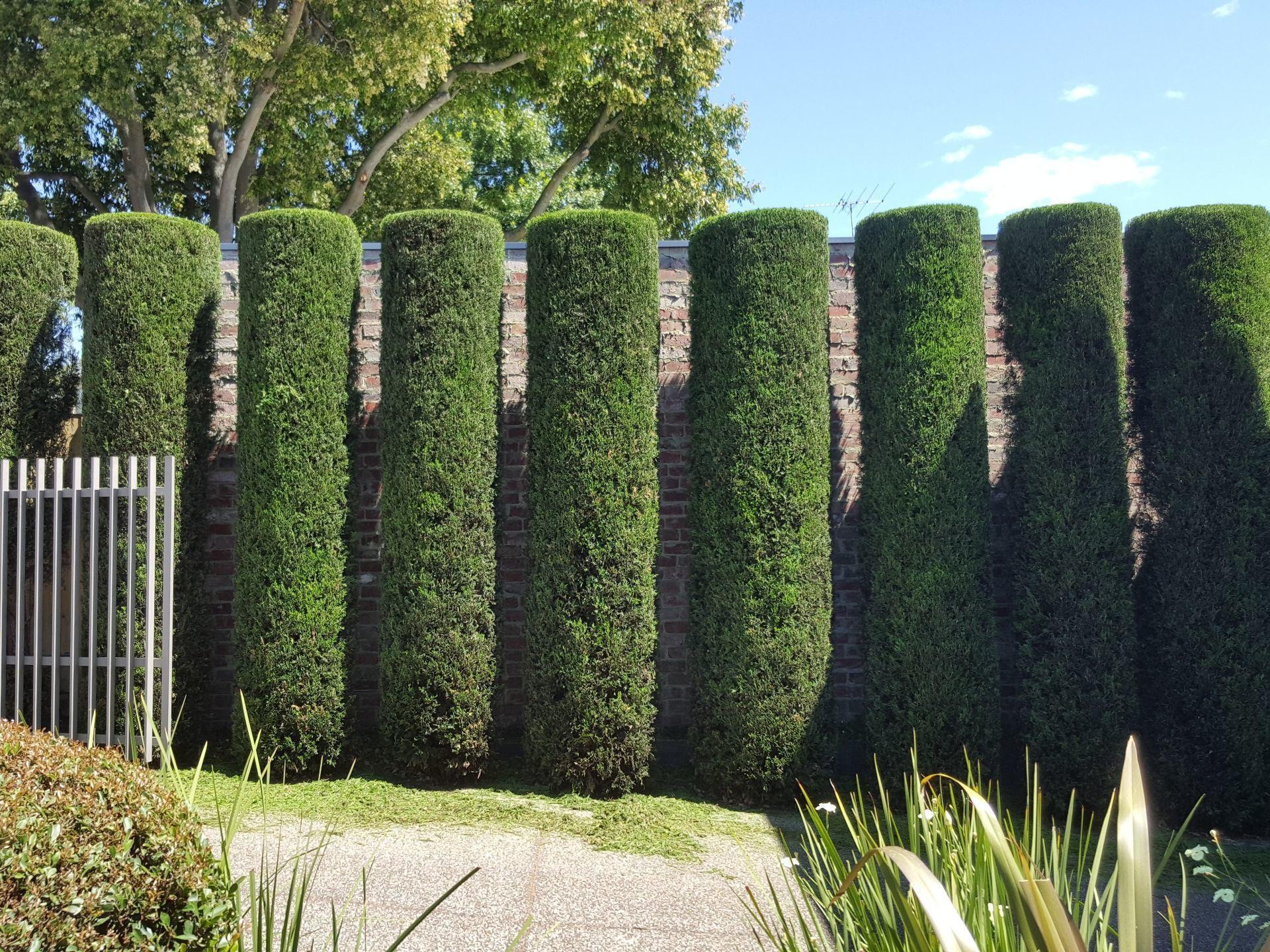 20264 Hedge Trimming Business 661634 3