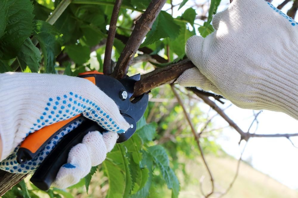 34548 Profitable Arboriculture Business 661720 1