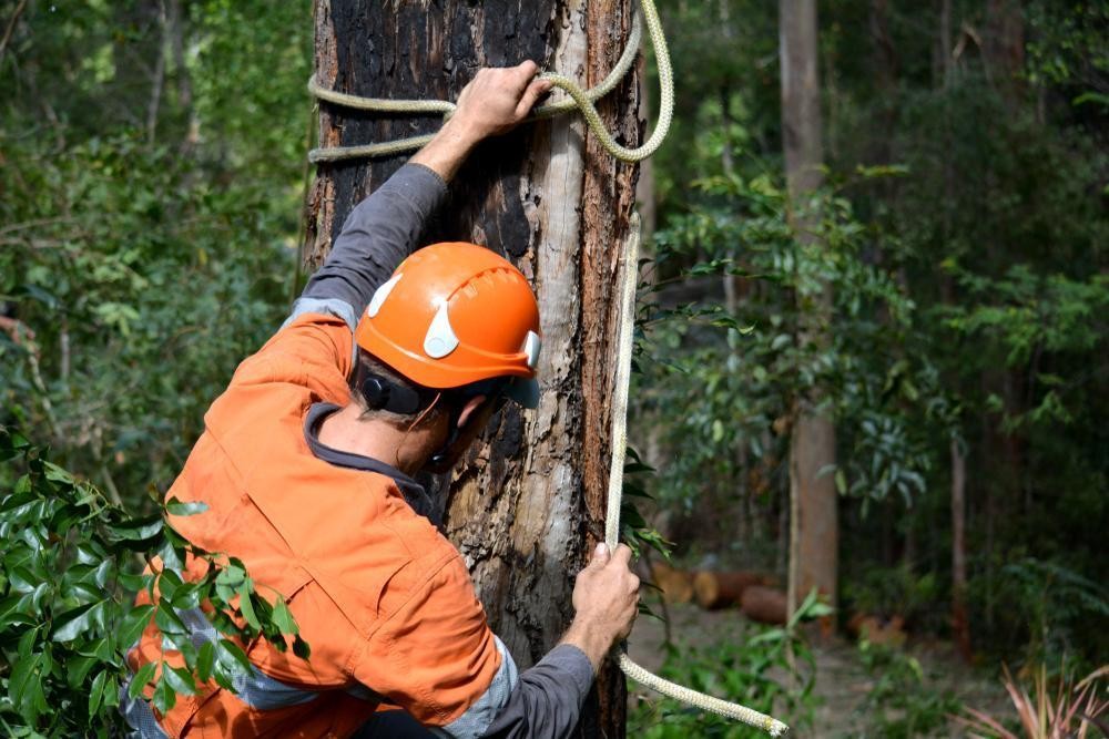 34548 Profitable Arboriculture Business 661720 3