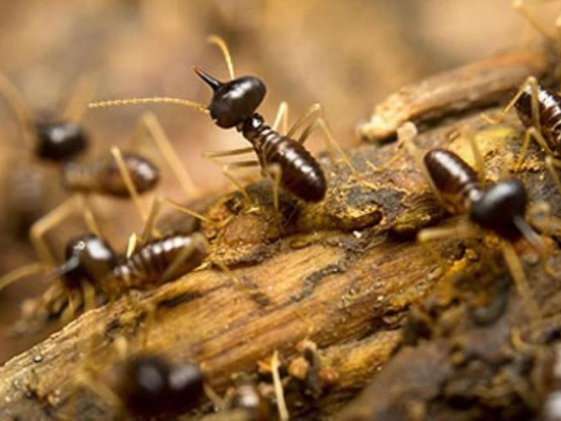Termite Protection - Owner 662557 2