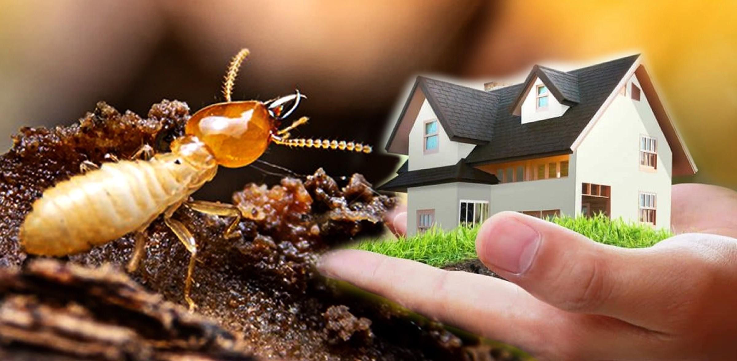 Termite Protection - Owner 662557 1