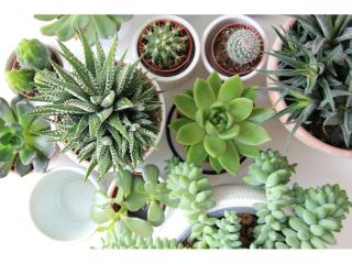 Garden Supplies & Nursery