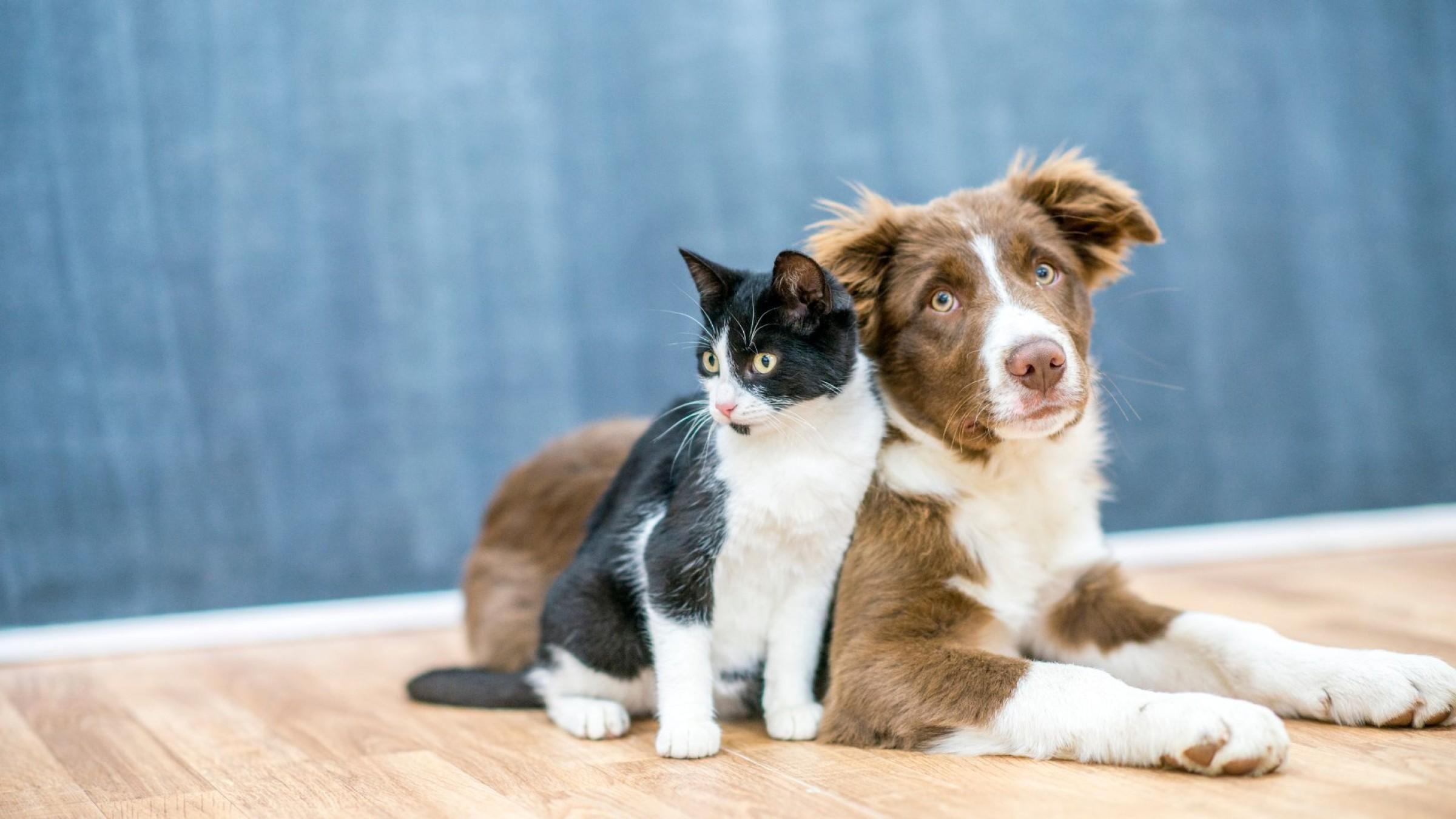 Online Pet Care & 662950 2