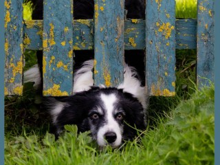 DOG CARE CENTRE ON BEAUTIFUL ACRES