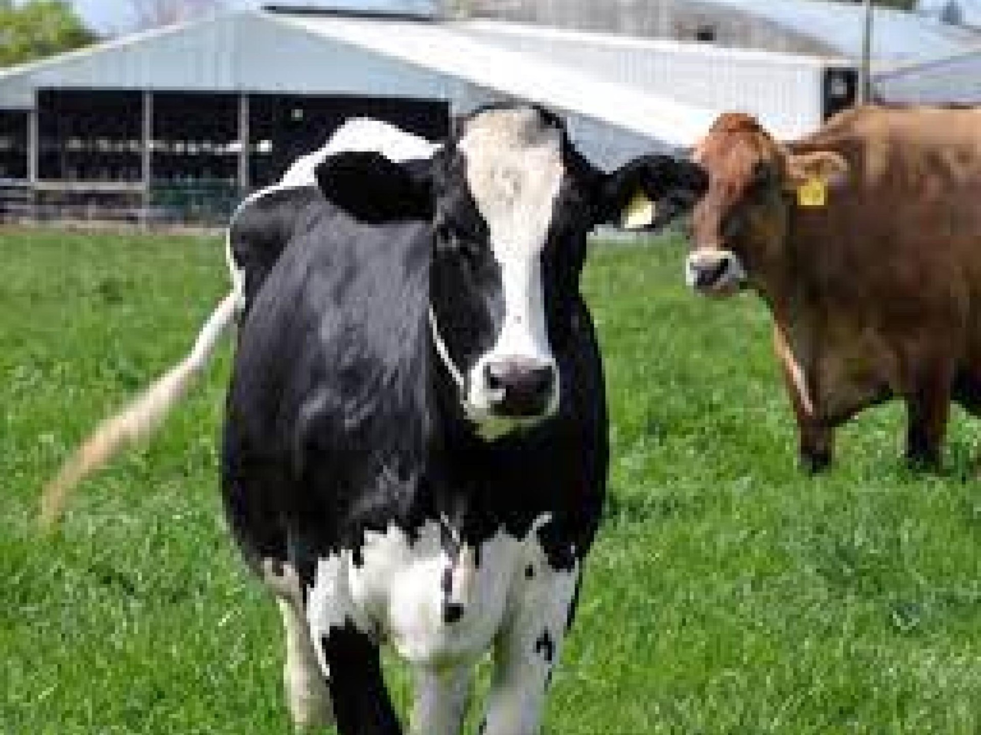 Cheese Manufacturing And Distribution 664184 2