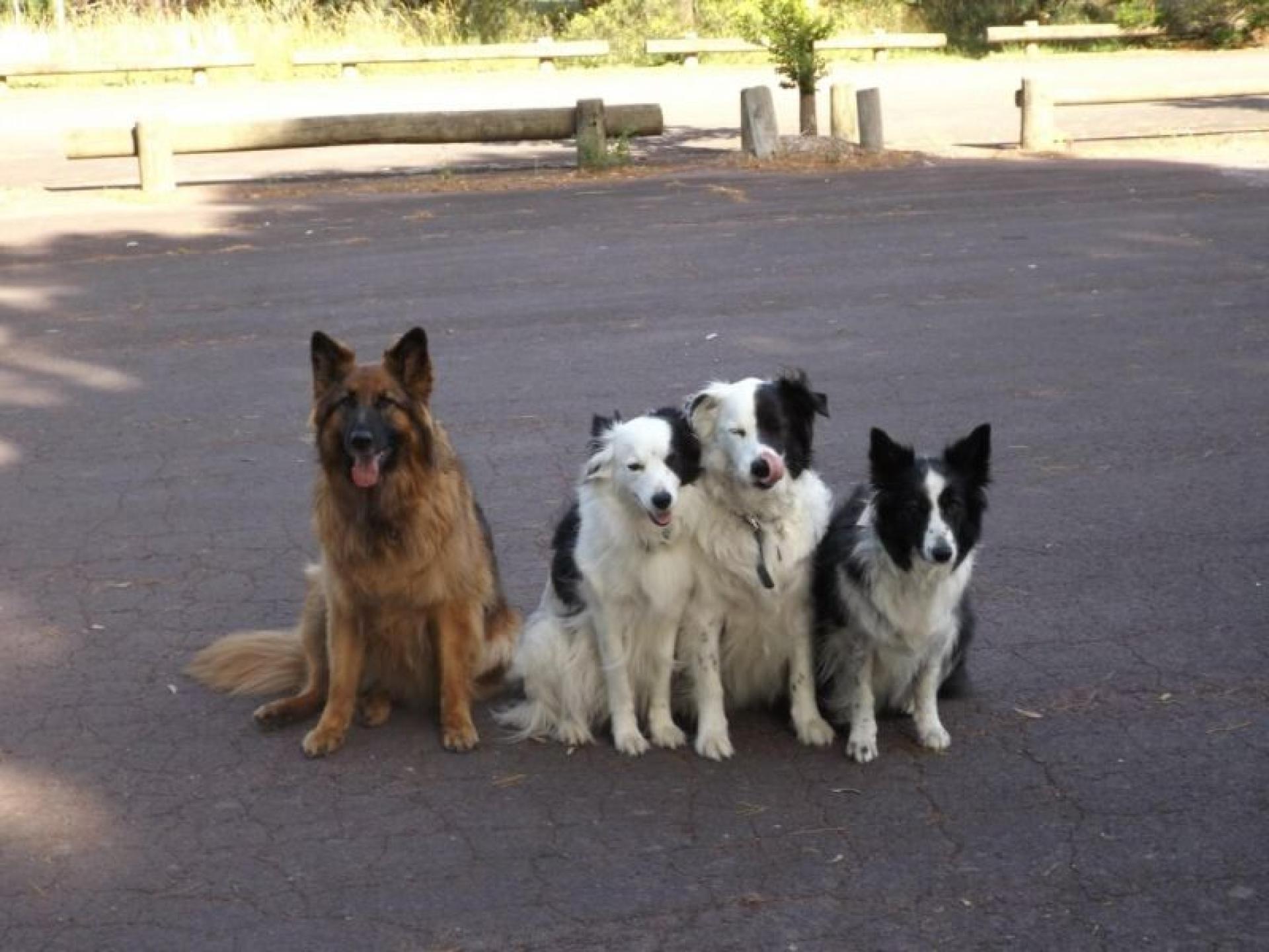Melbourne’s Go-to Dog Training 664804 3