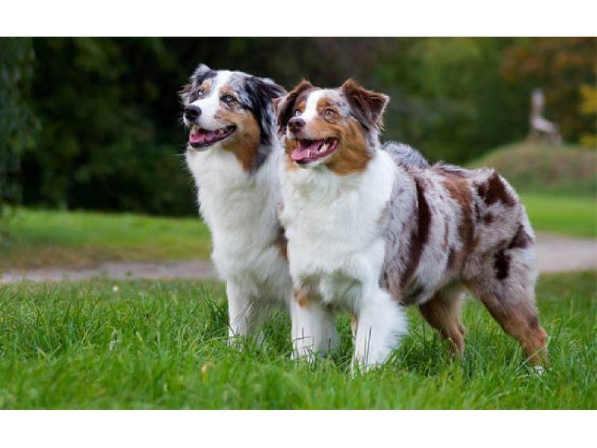 Melbourne’s Go-to Dog Training 664804 2