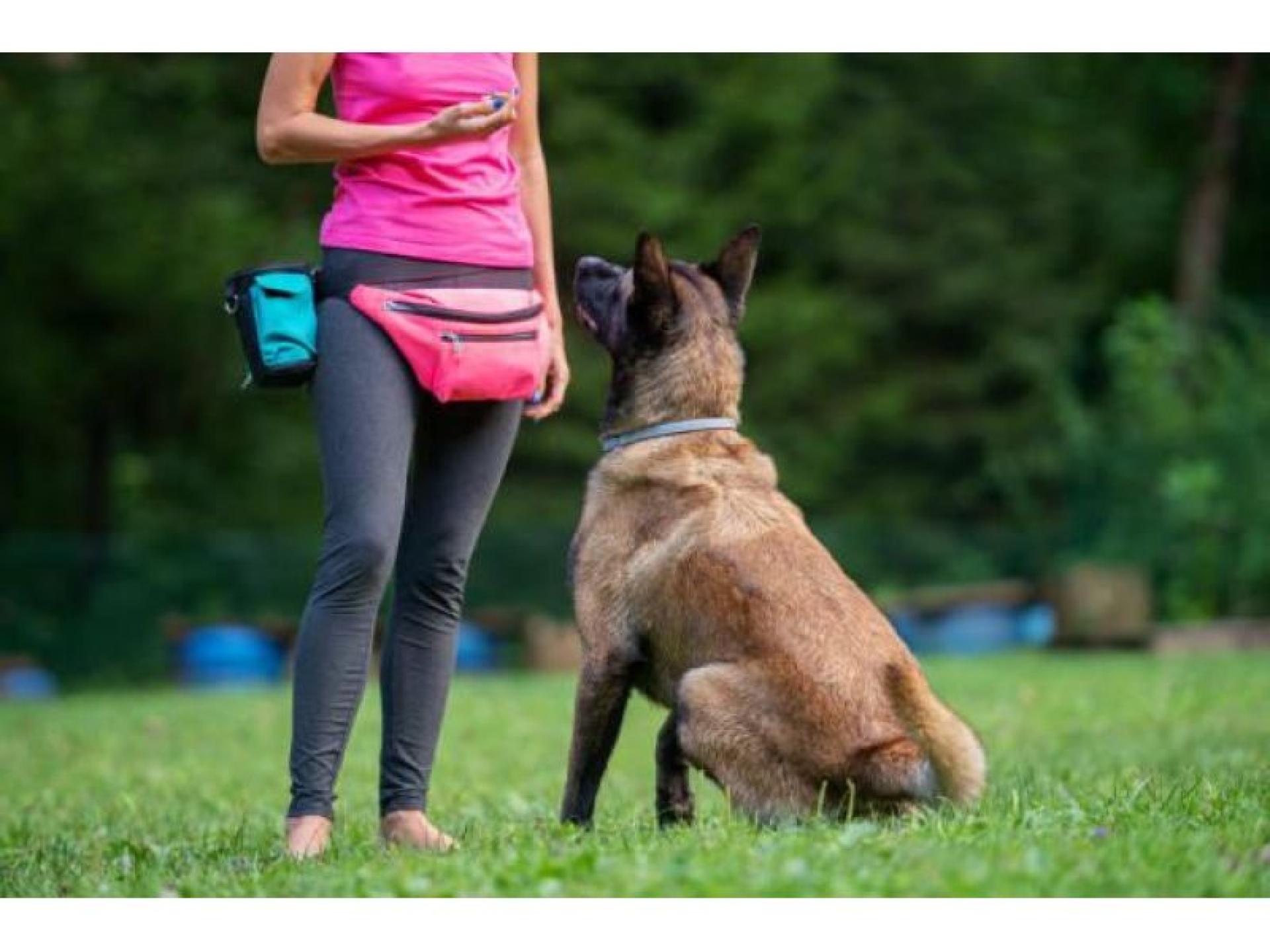 Melbourne’s Go-to Dog Training 664804 1