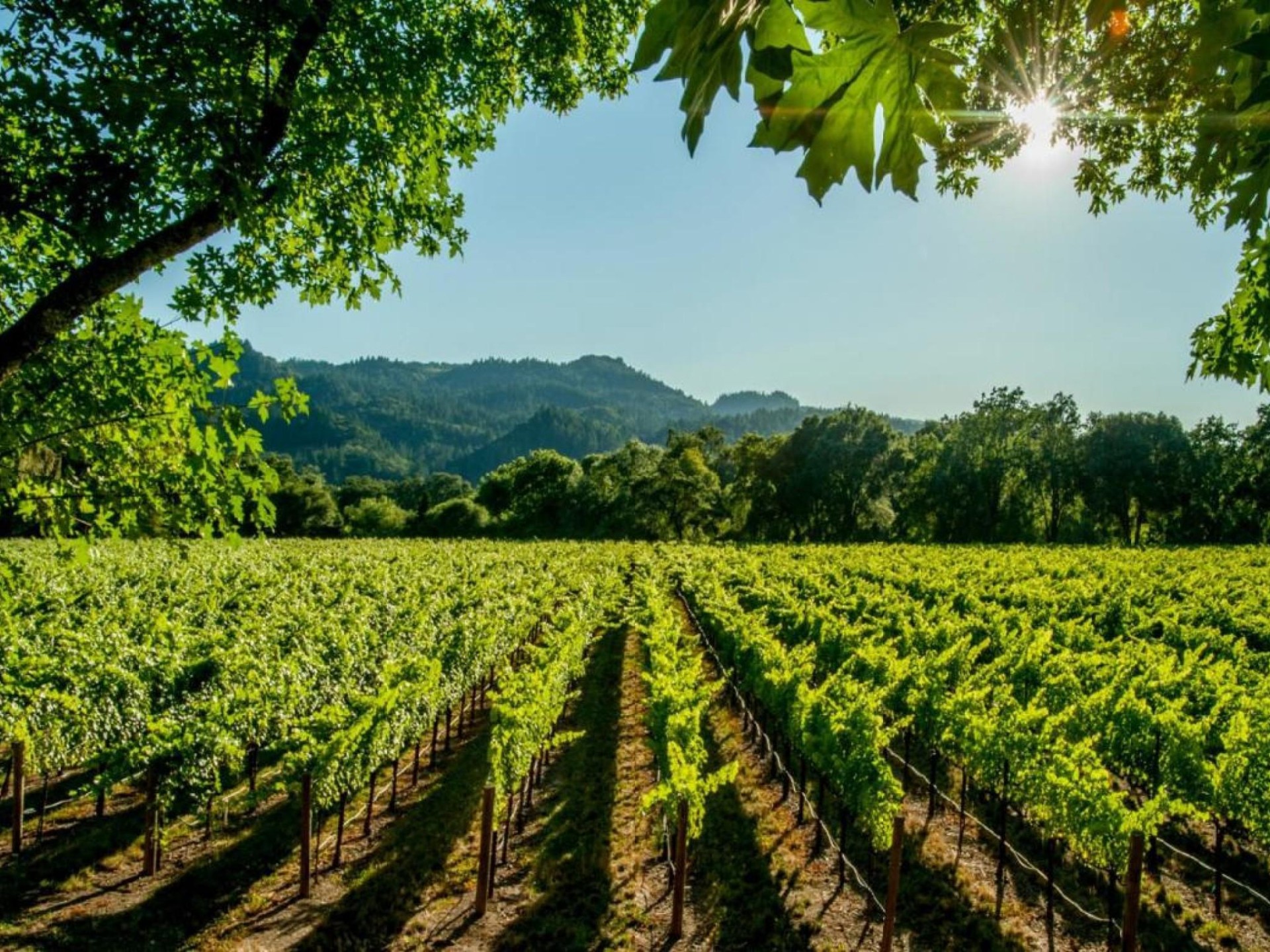 Iconic Marlborough Winery And 665163 1