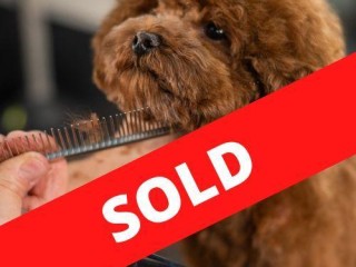 35658 Well-Established Mobile Dog Grooming Business with Strong Local Following